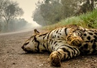 Morte no Pantanal - João Paulo Guimarães/Repórter Brasil