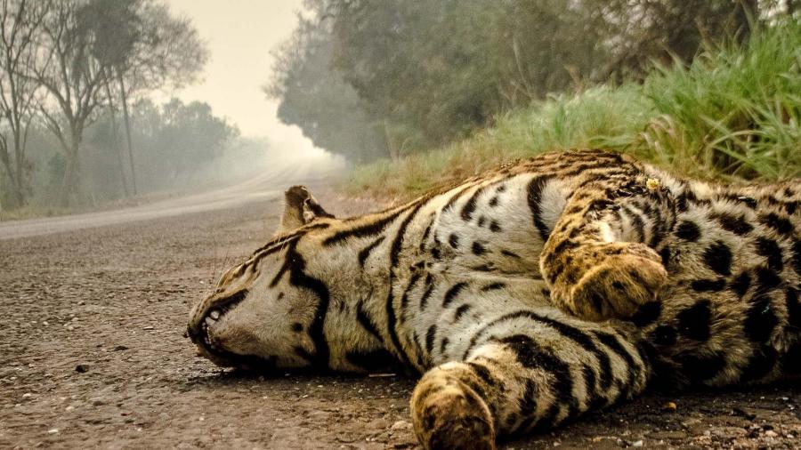 Perto do Poconé (MT), o fotógrafo encontrou uma jaguatirica na estrada; ?Ela morreu fugindo?, lhe disse o motorista que observava a cena ao seu lado - João Paulo Guimarães/Repórter Brasil