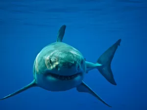 Tubarões caçam humanos? Ataque pode ser apenas 'mordida teste', mas fatal