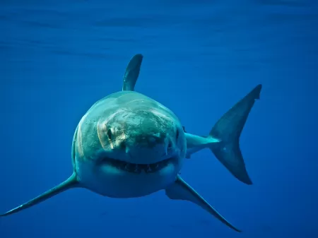 Tubarão é superado pelo Novorizontino