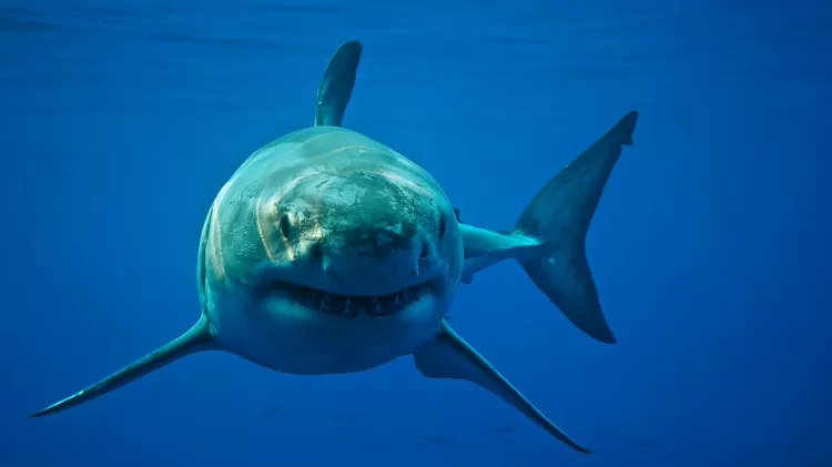 Tubarão branco - Cat Gennaro/Getty Images - Cat Gennaro/Getty Images
