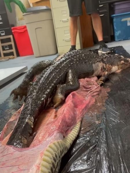 Giant snake and crocodile - Instagram/ rosiekmoore - Instagram/ rosiekmoore