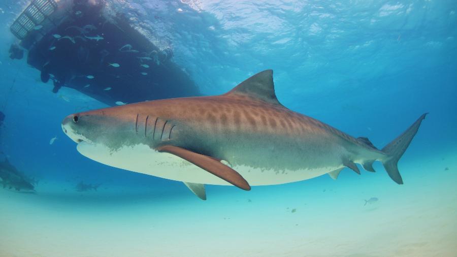 Tubarão-tigre é uma espécie comum no litoral de Pernambuco - Wikimedia Commons