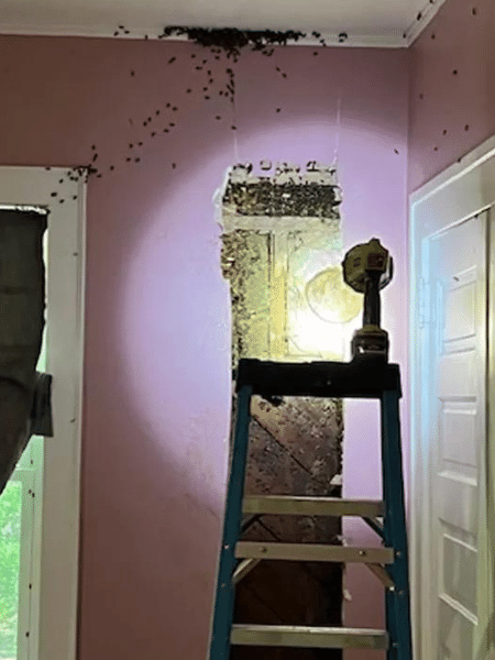 Abelhas infestaram paredes de casa de americana