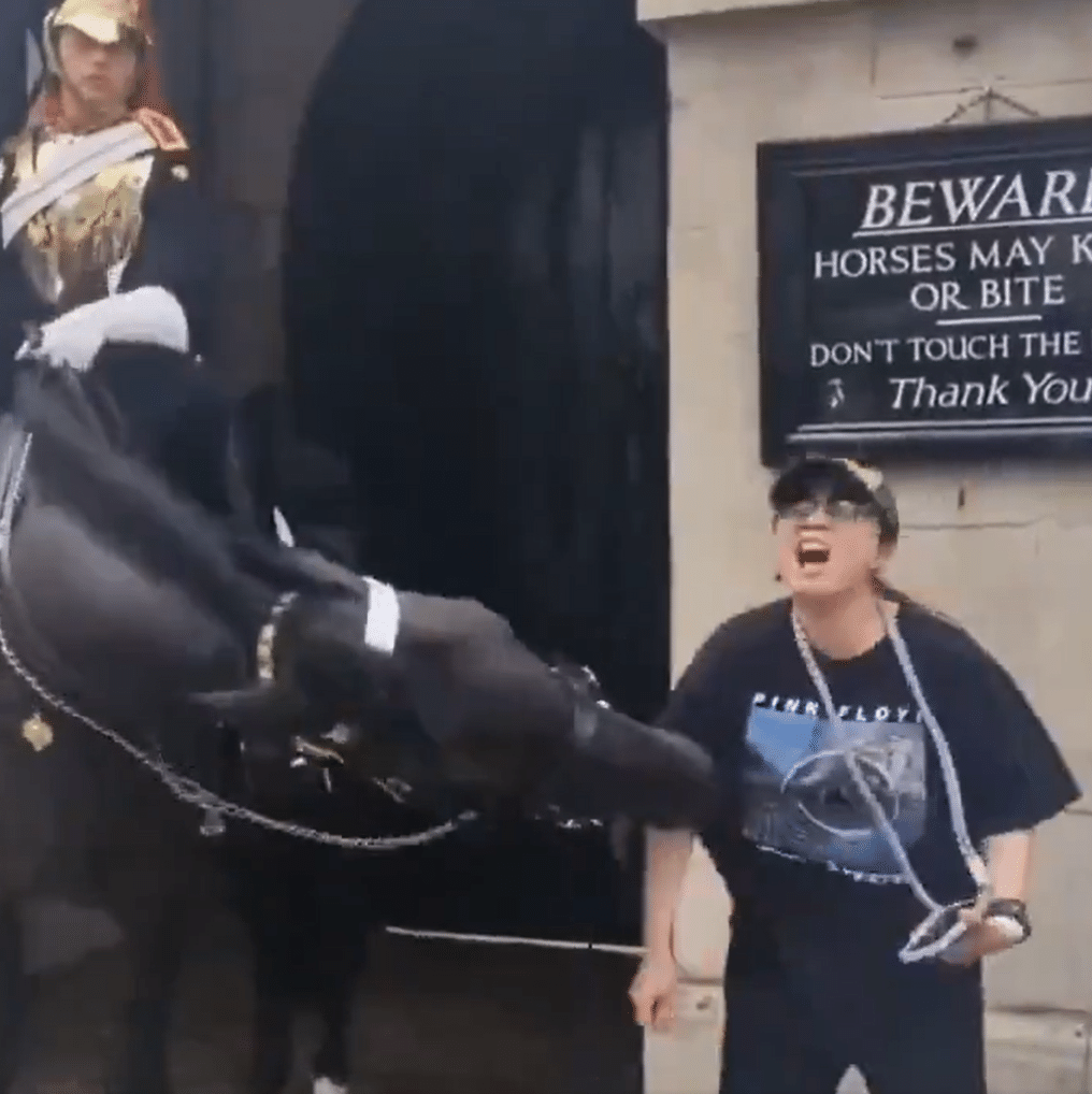 Mulher desmaia após ser mordida por cavalo da Guarda Real em Londres