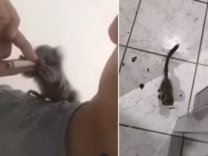 Homem é preso após drogar sagui e fazer vídeo mostrando maus-tratos na PB