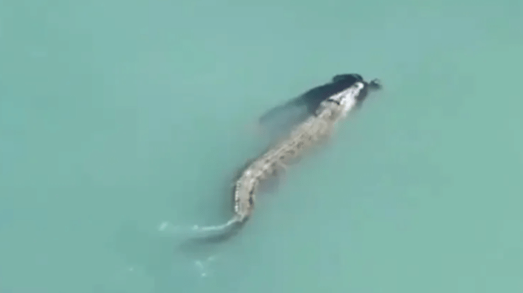 Crocodilo mata homem na Indonésia e nada com o corpo na boca Crocodilo mata homem na Indonésia e nada com o corpo na boca