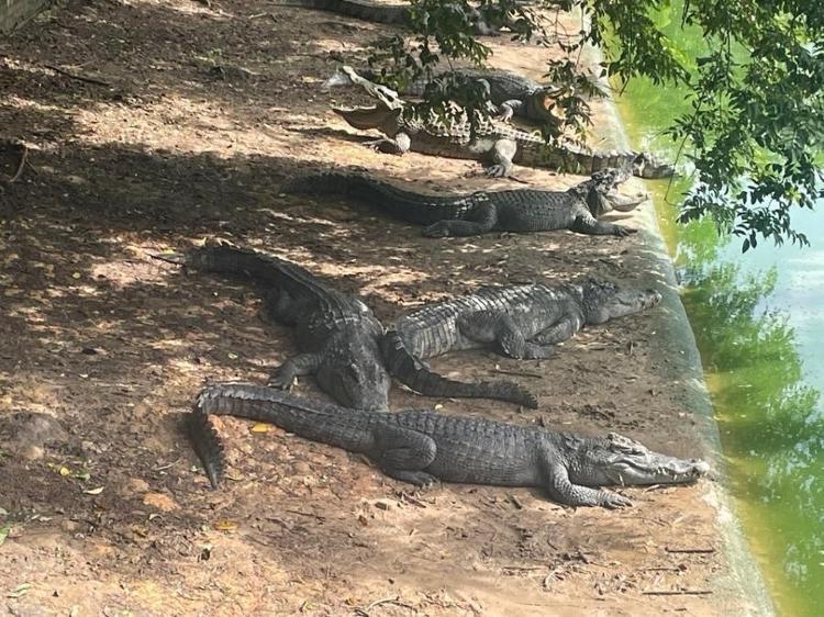 Os crocodilos que estão sendo leiloados por milhões em site chinês