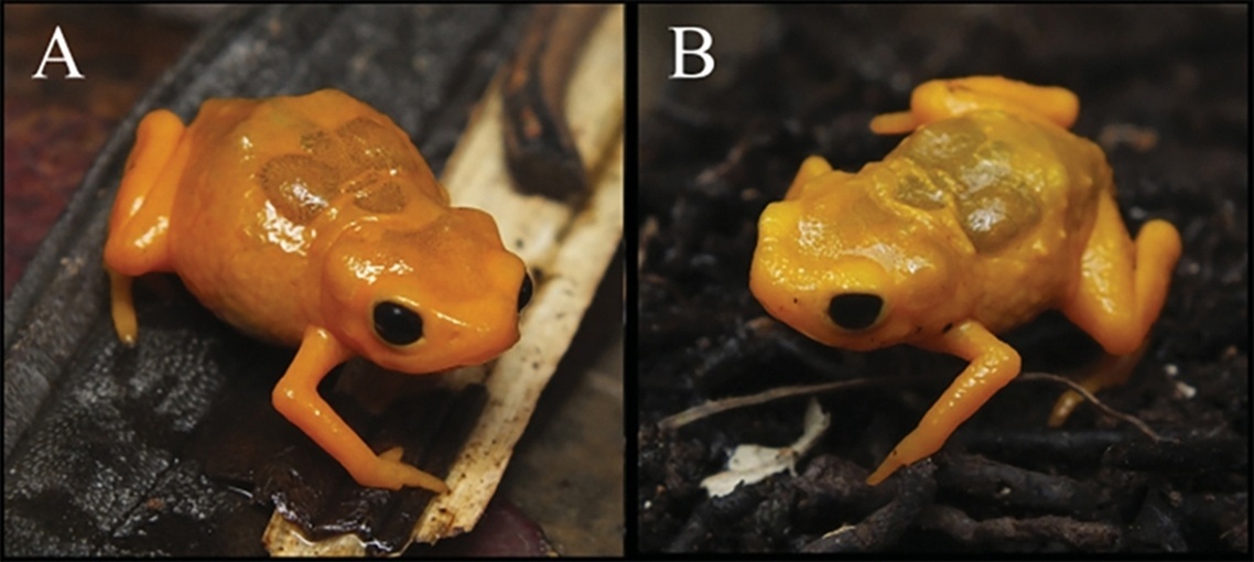 23.mai.2017 - Nova espécie de sapo, descoberta na Serra do Brigadeiro (MG) e apresentada este mês ao mundo científico, traz no nome uma homenagem ao clássico disco "Dark Side of The Moon", do Pink Floyd, banda britânica de rock muito apreciada pelos pesquisadores responsáveis pela descoberta. Batizado de Brachycephalus darkside, o sapo recebeu esse nome por conta da presença de um tecido conjuntivo preto que cobre todos os seus músculos dorsais. Esta musculatura interna escura jamais havia sido observada em outras espécies do gênero Brachycephalus - Divulgação/ZOOTAXA