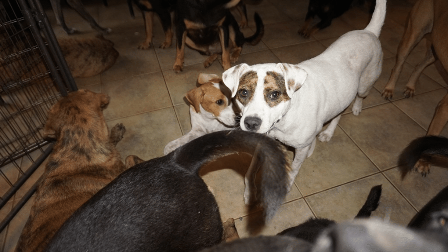 Cachorros são resgatados durante passagem do Furacão Dorian pelas Bahamas - Reprodução