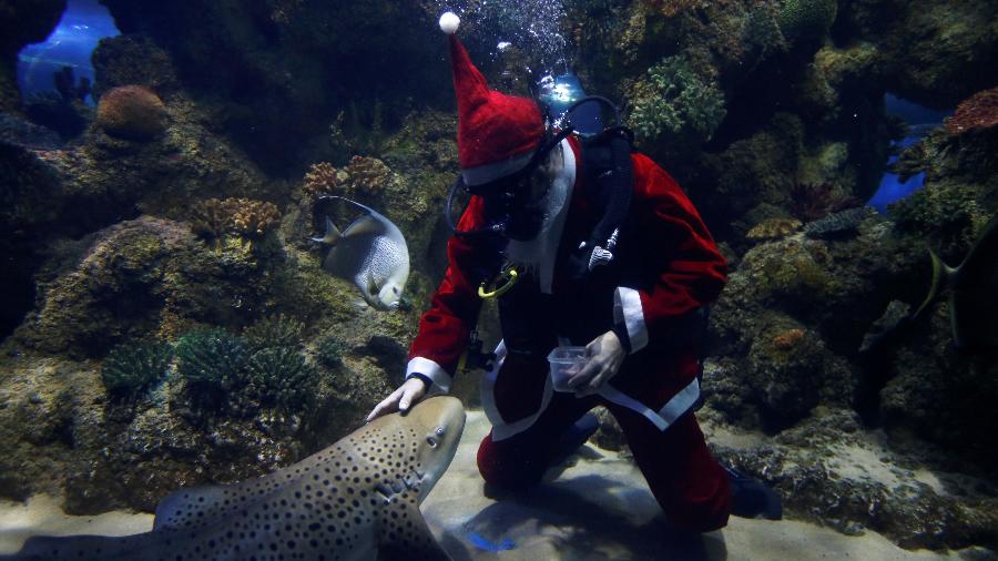 Mergulhador vestido de Papai Noel acaricia um tubarão-zebra dentro de um tanque no Aquário Nacional de Malta - Darrin Zammit Lupi/Reuters