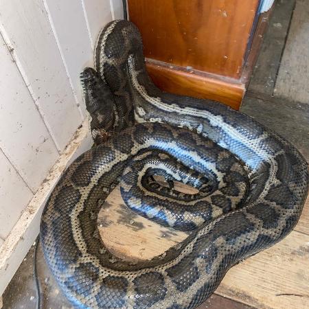 Cobra de mais de 3 metros é encontrada morando em teto de banheiro