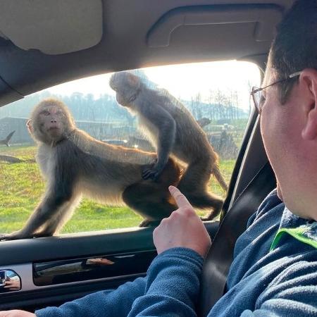 Macacos fazem sexo sobre capô de carro em safari - Divulgação