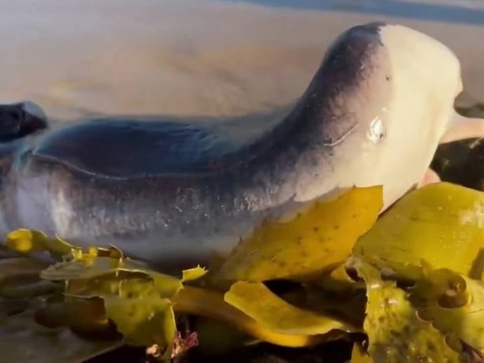 Ainda não identificaram o bicho esquisito encontrado na Austrália.