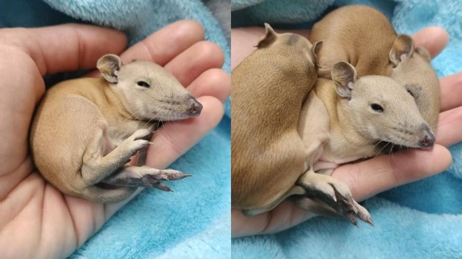 Bebês quendas foram encontrados aninhados em cama de cachorro - Divulgação/Darling Range Wildlife Shelter