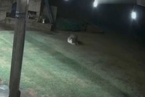 Vídeo: gata salva cachorra de ataque de coiotes nos EUA (Foto: Reprodução/Lane Dyer)