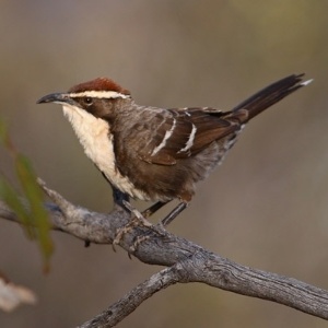 O pássaro "tagarela de boné marrom" (Pomatostomus ruficeps), que tem a capacidade de se comunicar - Wikimedia Commons