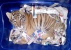 Mexicanos encontram filhote de tigre em pacote enviado pelo correio - Polícia Federal do México via Reuters