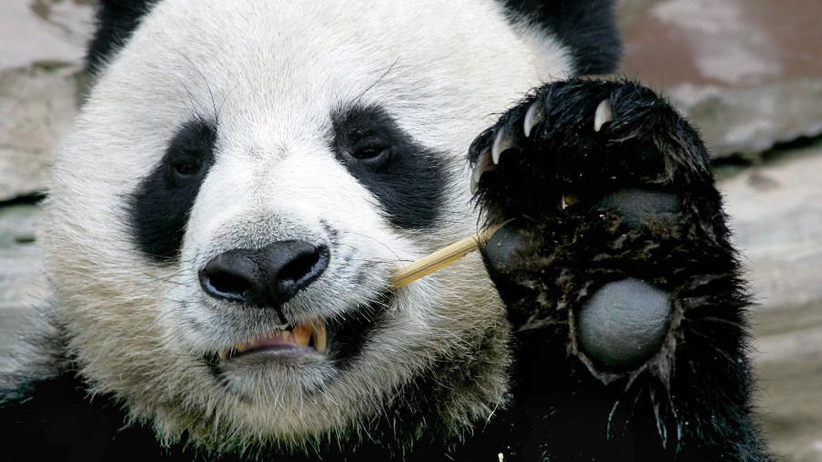Foto mostra o panda Chuang Chuang, emprestado à Tailândia pela China - Pornchai Kittiwongsakul - 3.set.2005/AFP