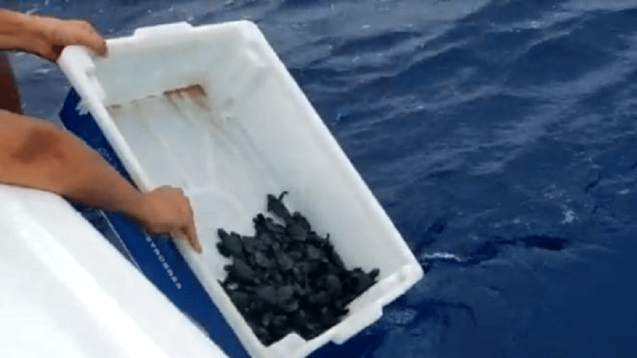 Biólogos soltam tartarugas em alto mar para evitar que elas se contaminem com petróleo em praias - Reprodução