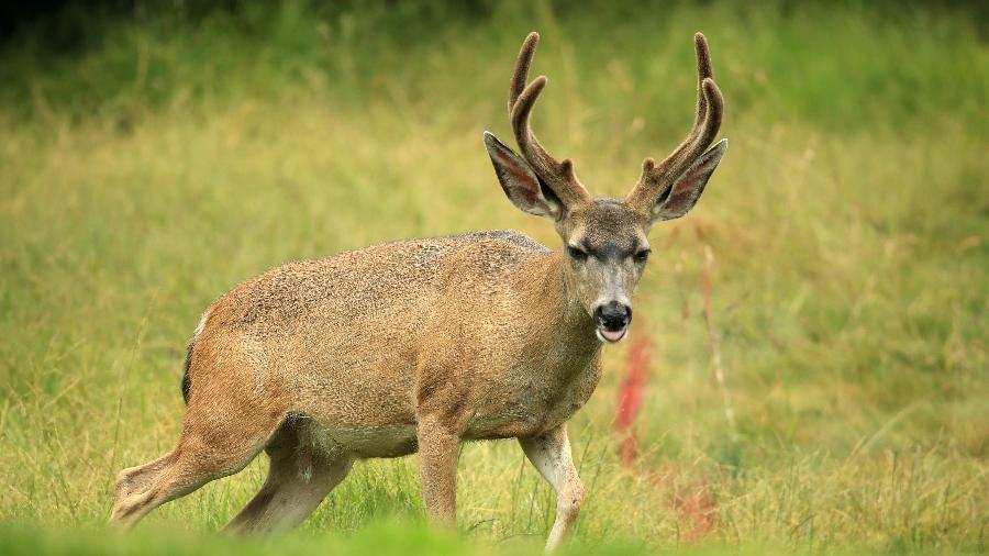 Cervo foi ferido por um caçador e, no dia seguinte, matou o homem com uma chifrada no pescoço em Oregon, nos EUA - Andrew Redington/Getty Images