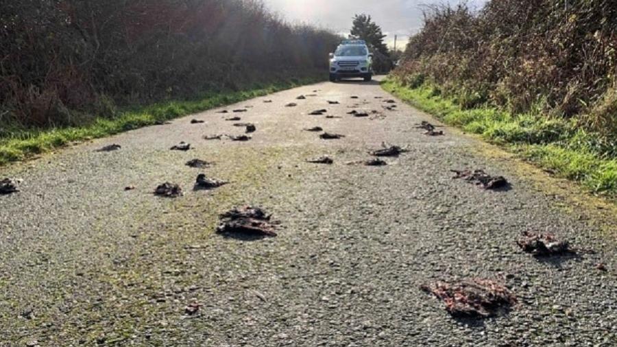 Imagem chocante mostra corpos de aves em pista de estrada em Anglesey, no País de Gales - Reprodução/Twitter