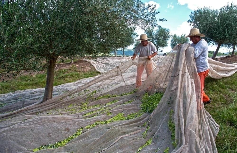 O pano é retirado com cuidado, e as azeitonas são levadas para a fábrica - Divulgação/Prosperato