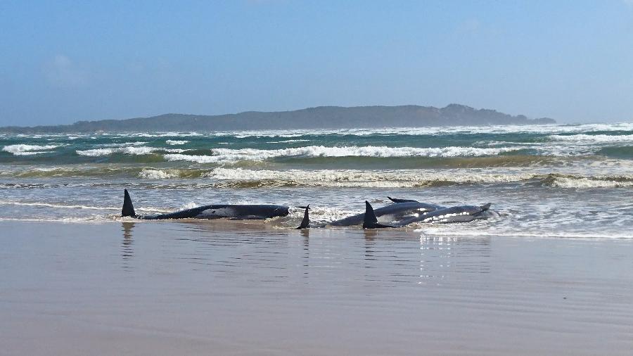Oficiais da marinha tentam plano de resgate de centenas de baleias que estão encalhadas no sul da Austrália. 25 já morreram - TASMANIA POLICE / AFP