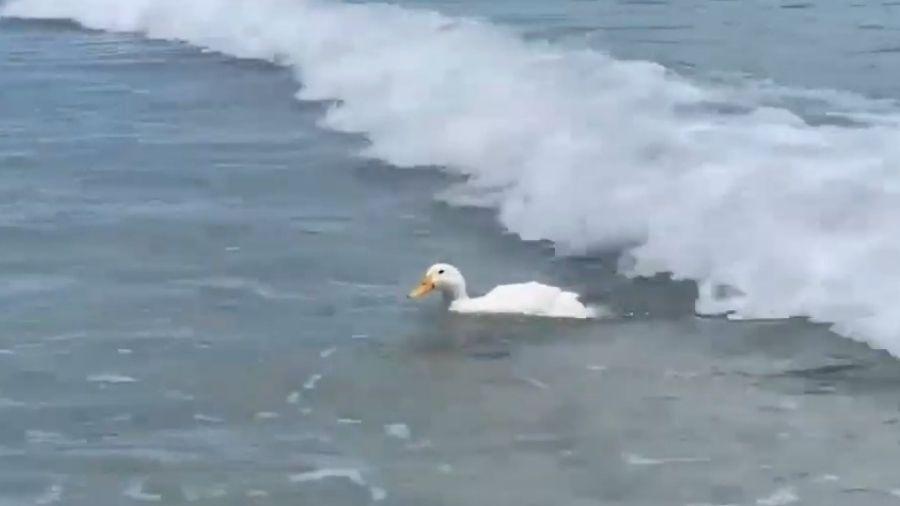 Pato "Duck" espera momento certo para ser levado por onda - Reprodução/Youtube