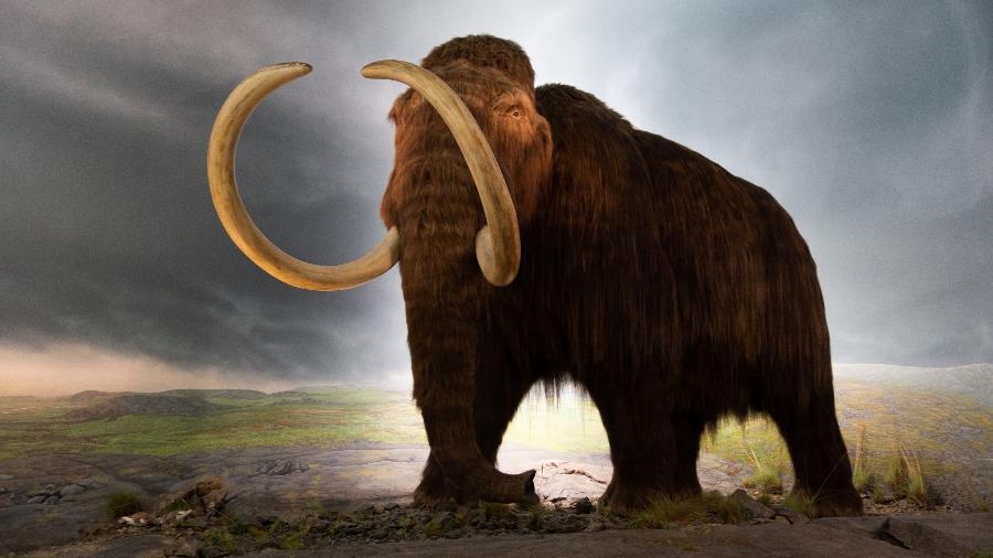 Startup quer ressuscitar espécie de mamute extinta há milhares de anos. Se rolar, o que acontece depois? - Reprodução/ Royal Victoria Museum (Canadá)