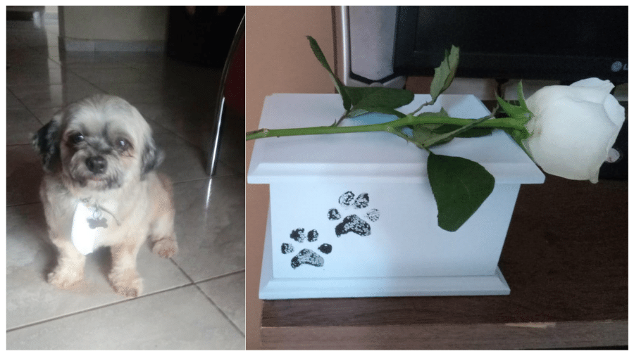 Shih-tzu brasileira é a grande vencedora da premiação 'Melhor Cão