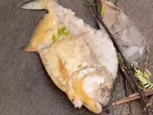 Piranhas são encontradas em ruas alagadas de Porto Alegre (RS); vídeo