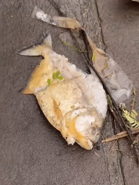 Piranha encontrada em Porto Alegre em meio às enchentes