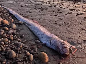 Peixe-remo que 'prevê desastres' é encontrado em praia da Califórnia 