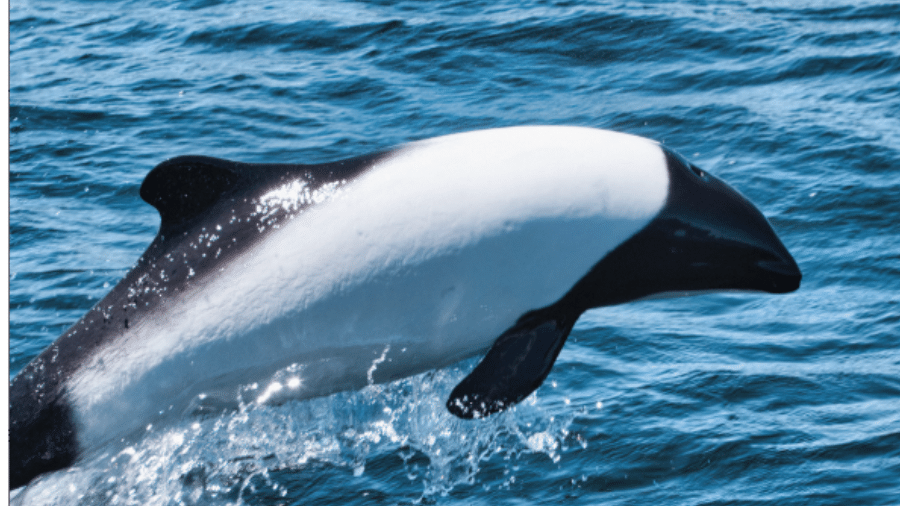 Com coloração preta e branca, o golfinho panda