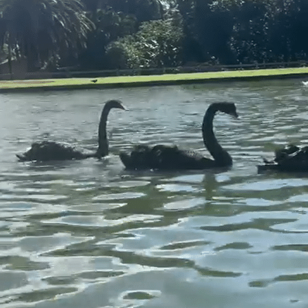 Outro foco da gripe aviária é em zoológico de Sapucaia do Sul e também envolve cisnes-negros Outro foco da gripe aviária é em zoológico de Sapucaia do Sul e também envolve cisnes-negros