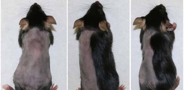Em três semanas, os camundongos que receberam na pele os medicamentos tiveram quase todos os pelos recuperados (a droga só foi aplicada no lado direito do rato). Poucos pelos cresceram nos camundongos do grupo controle (camundongo à esquerda), que não receberam os medicamentos  - S. Harel et al/Creative Commons