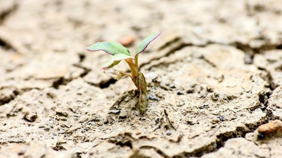 A vida sempre encontra um caminho... e algumas plantas são concebidas para sobreviver, não importa o que aconteça  - Getty Images