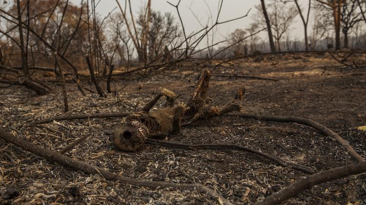 Carcaça de um macaco-prego morto em área queimada na Reserva Particular do Patrimonio Natural Sesc Pantanal, em Barão de Melgaço (MT)