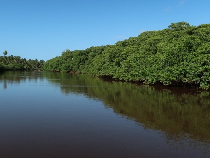 Indonésia: Manguezais para a vida  Movimento Mundial pelas Florestas  Tropicais