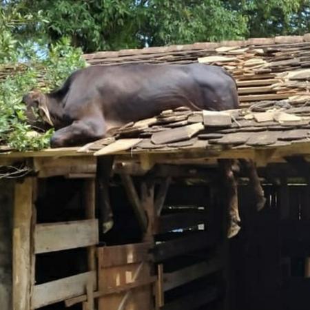 Vaca que ficou presa em telhado de casa no Vale do Itajaí (SC) - Divulgação/Corpo de Bombeiros