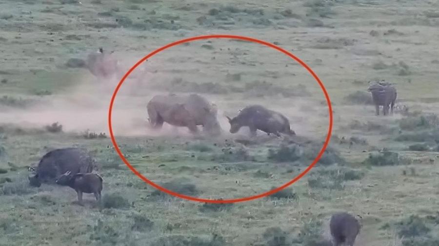 Briga rara entre rinoceronte branco e búfalo foi filmada em reserva da África do Sul - Reprodução/Kariega Game Reserve