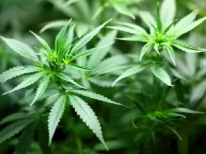 Além da cannabis: conheça plantas medicinais que são aprovadas pela Anvisa