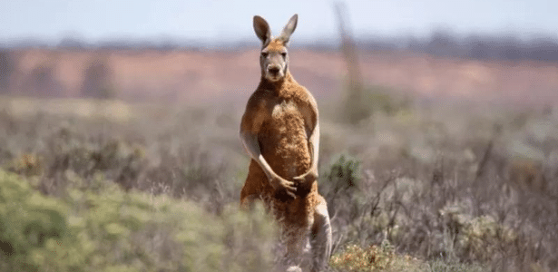 A man was killed by a kangaroo in Australia, according to police