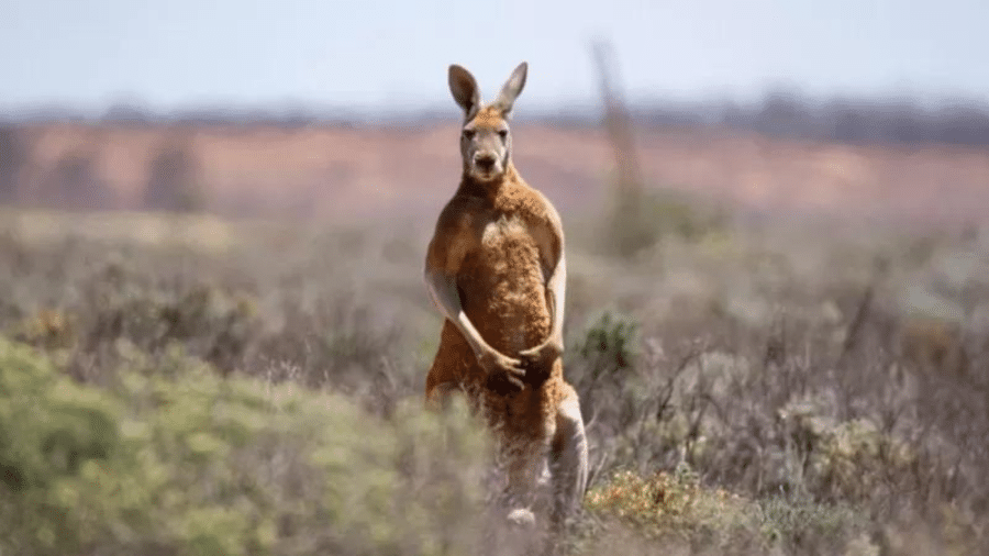 Os ataques de cangurus são raros na Austrália - GETTY IMAGES