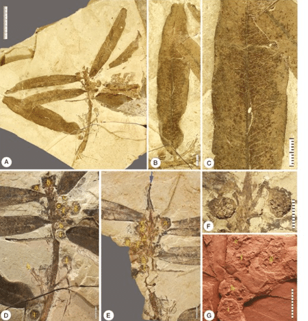 Galhos de Othniophyton elongatum com folhas e botões florais anexados