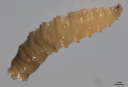 Larva de bicheira-do-Novo Mundo (Cochliomyia hominivorax) Larva de bicheira-do-Novo Mundo (Cochliomyia hominivorax)