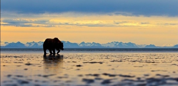 A foto da silhueta de um urso-cinzento contra o horizonte montanhoso no Alasca, feita por Andy Sillen, ganhou o prêmio anual de fotografia animal da Zoologica Society of London (ZSL) - Andy Skillen