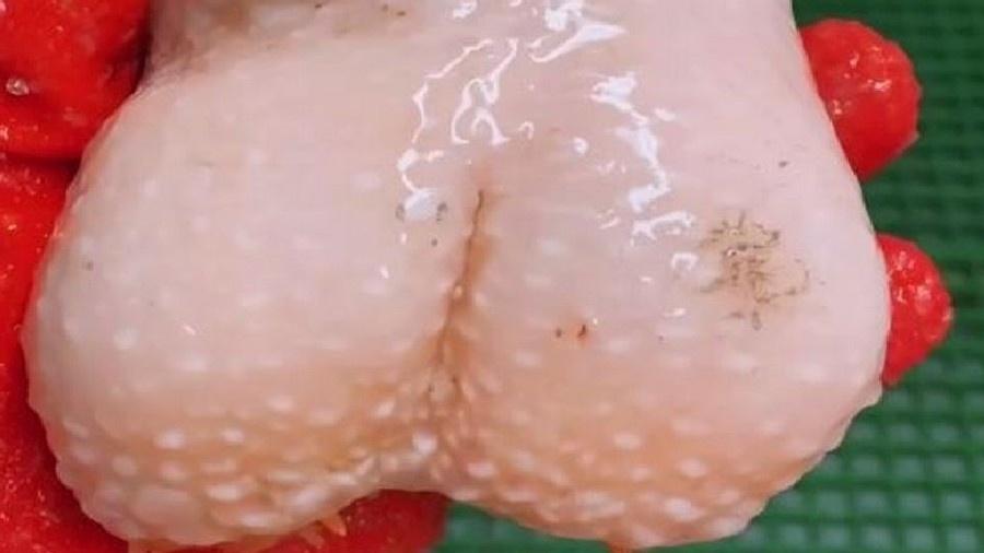 Internautas associam criatura marinha a brinquedo sexual - Reprodução/Instagram