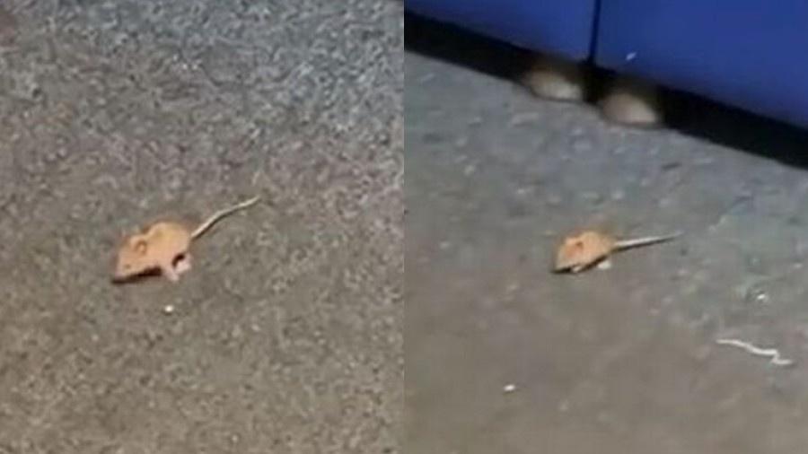 Os ratos foram vistos na sala da tripulação no Aeroporto de Manchester, no Reino Unido - Reprodução/Twitter